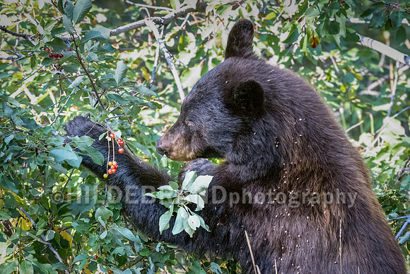 Black Bear