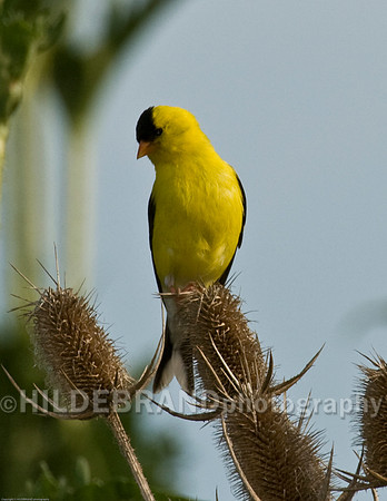 American Goldfinch