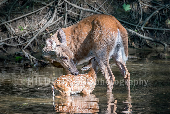 Snack time in the river