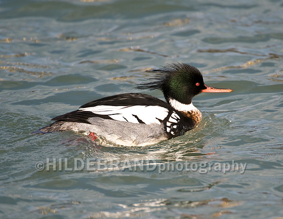 Red-Breasted Merganser