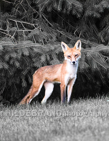 Neighborhood Red Fox
