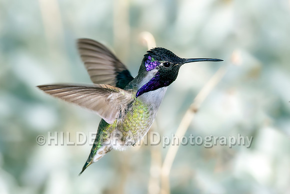 Costa's Hummingbird