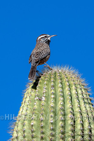 Cactus Wren