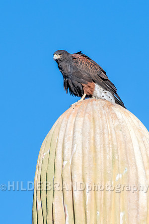 Harris's Hawk