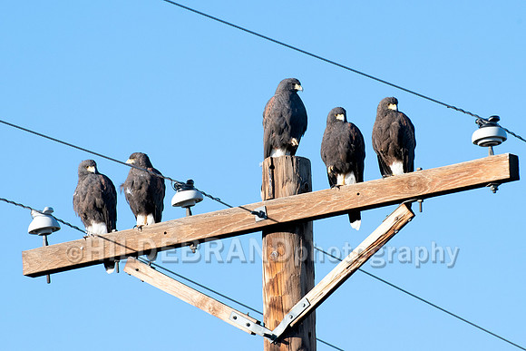 Harris's Hawk