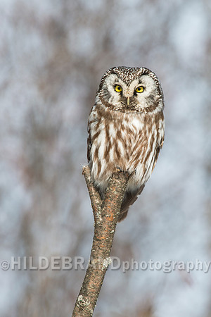 Boreal Owl