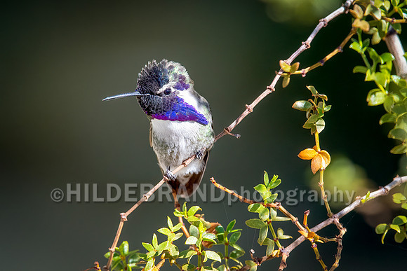 Costa's Hummingbird