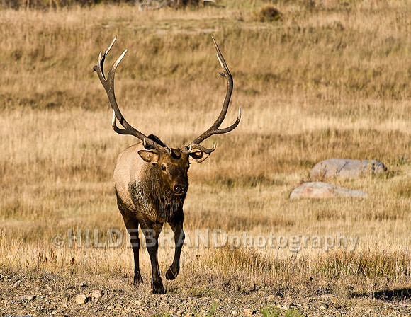 Bull Elk