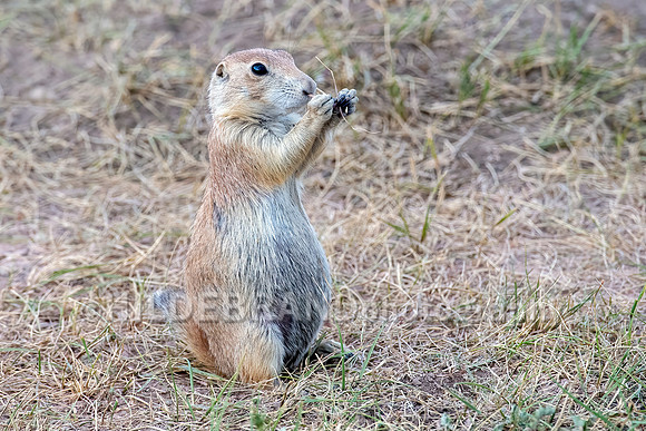 Prairie Dog