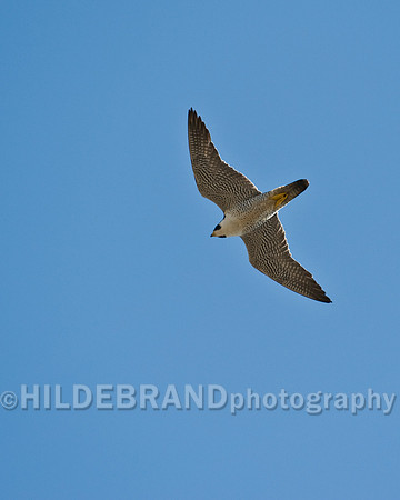 St. Michael's Peregrine