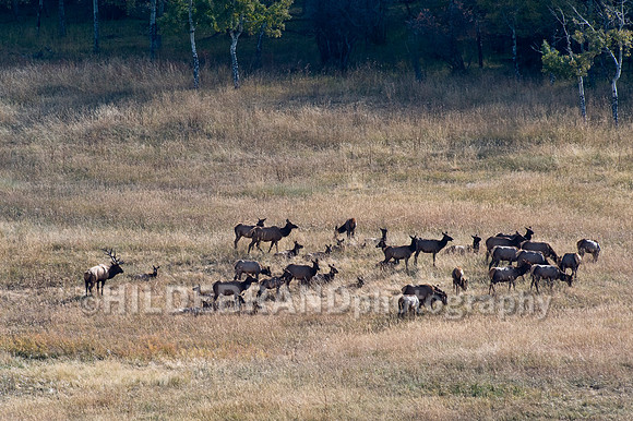 Elk Herd