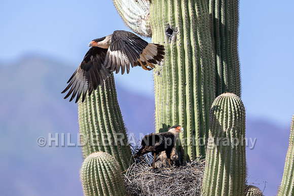 Crested Caracara