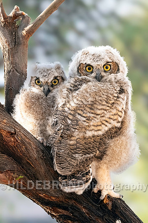 Shadow Ridge Owlets