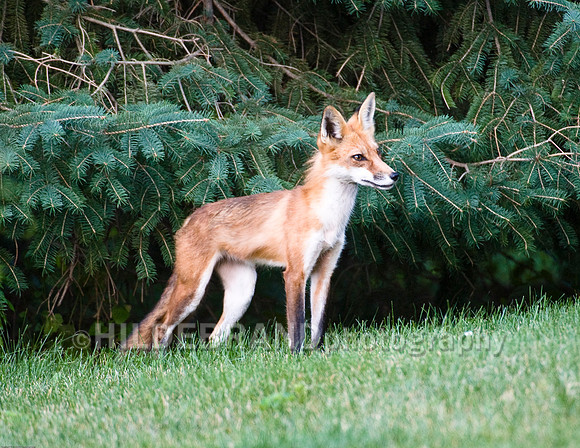 Neighborhood Red Fox