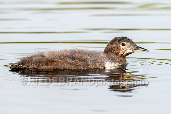 Common Loon