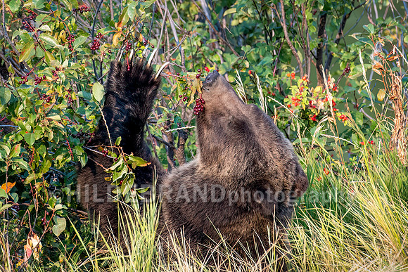 Grizzly Bear 399