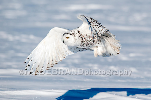 Snowy Owl