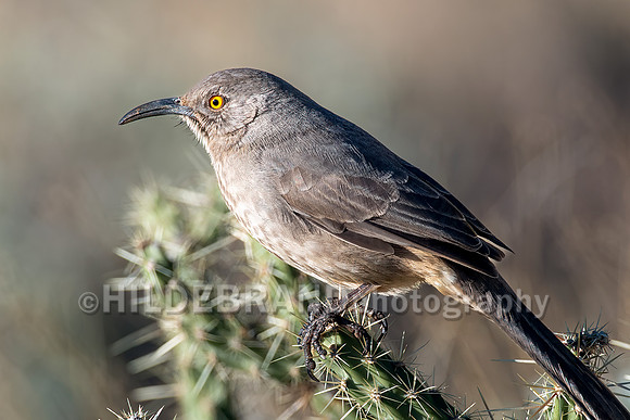 Curve-billed Thrasher