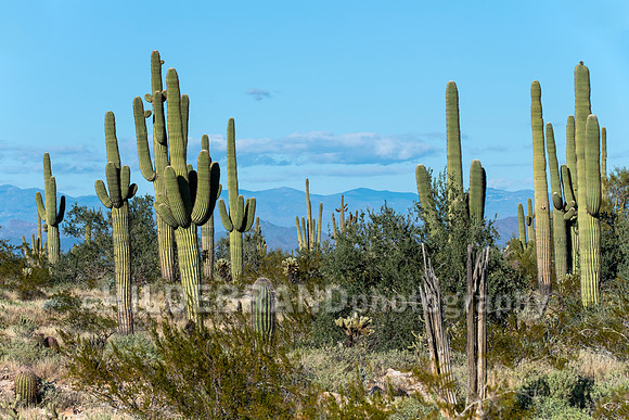 Arizona Desert
