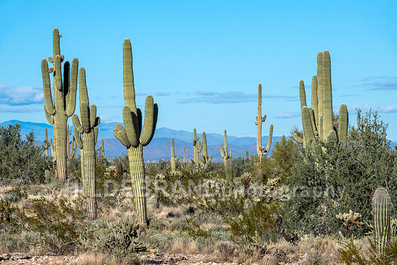 Arizona Desert
