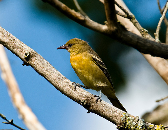Baltimore Oriole