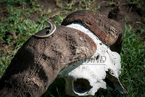 Life and Death
