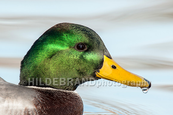 Mallard