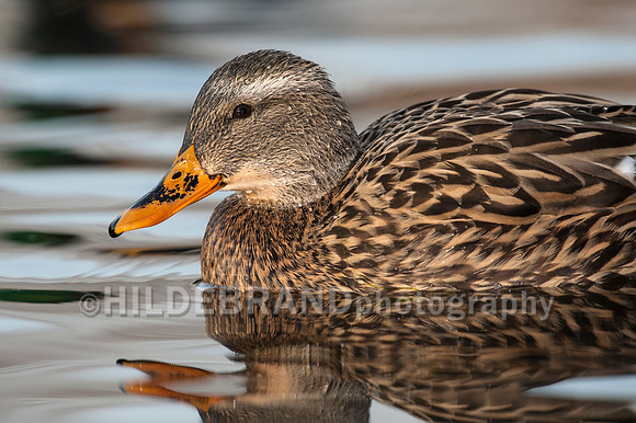Mallard