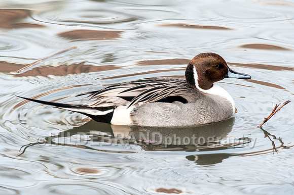 Pintail