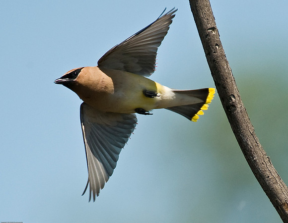Cedar Waxwing
