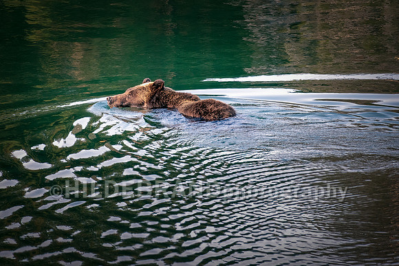 Grizzly Bear 399