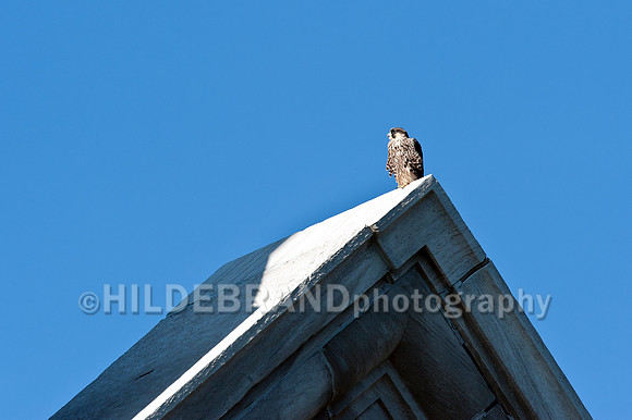 Fledgling on the peak