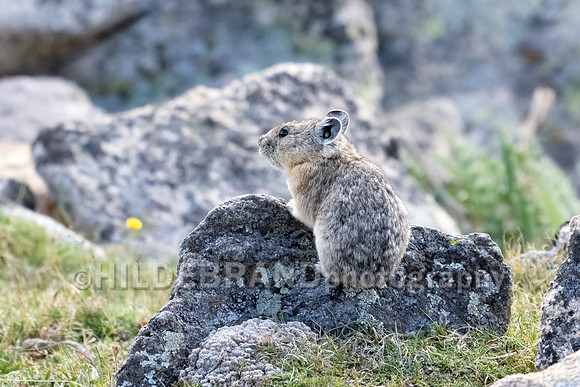 Pika