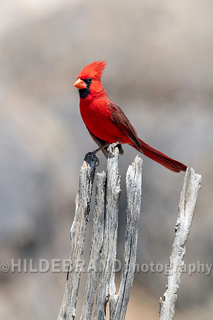 Northern Cardinal