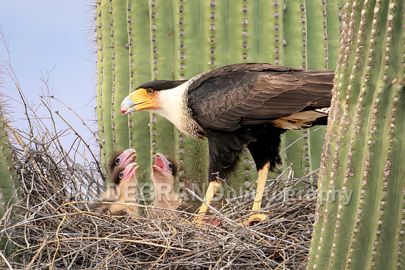 Crested Caracara