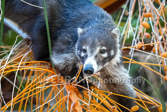 Coatimundi