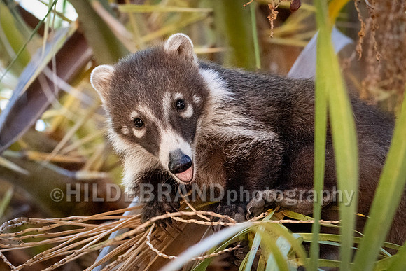 Coatimundi