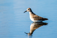 Least Sandpiper