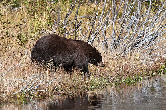 Brown Colored Black Bear
