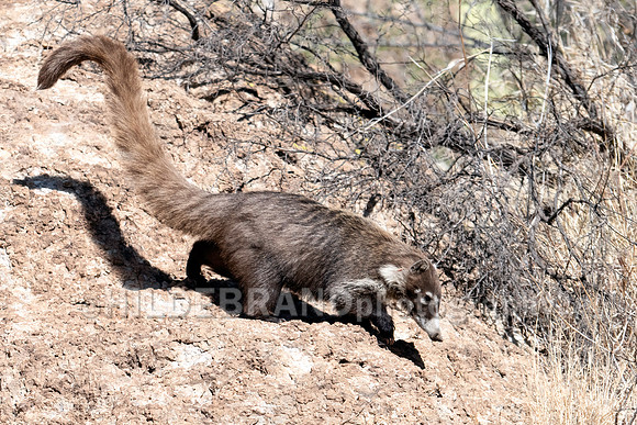Coatimundi