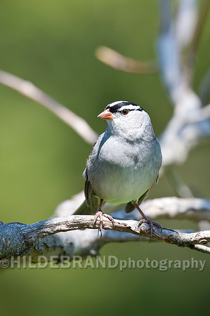 White-crowned Sparrow