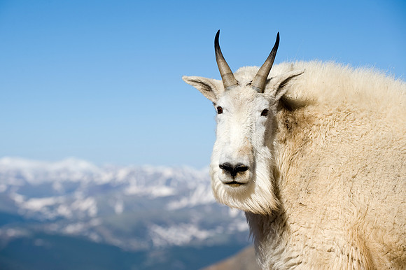 Mountain Goat