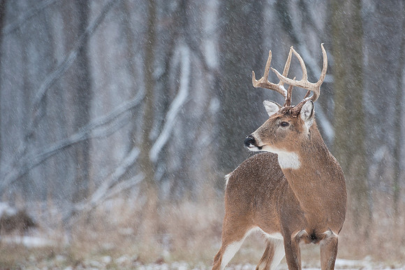 Christmas Day Buck