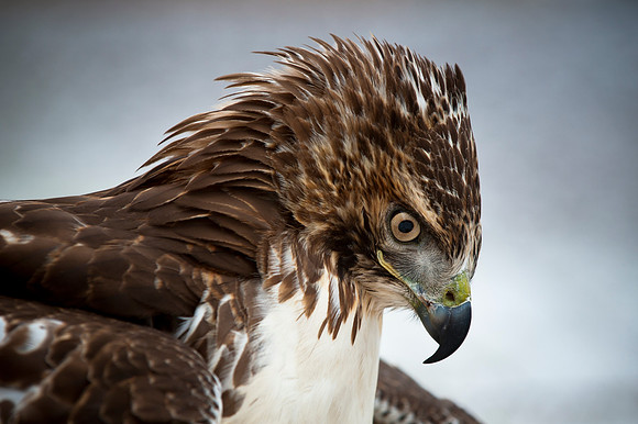 Hackles