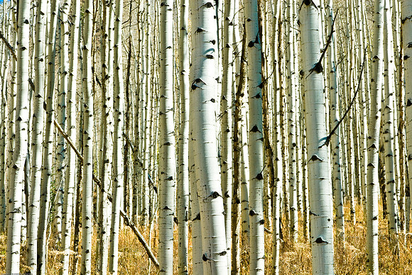 Autumn Aspens