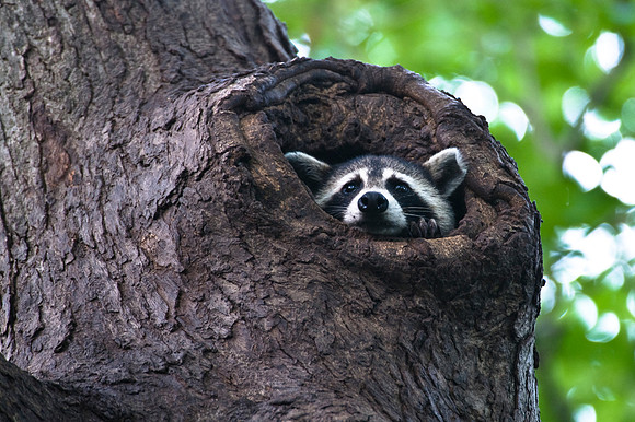 Peeking Raccoon #2