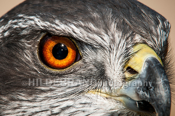 Eye of the Hunter