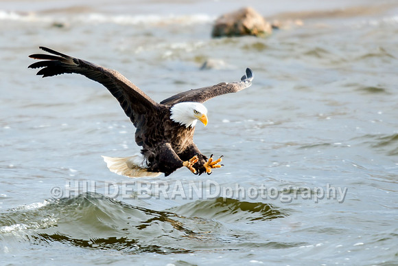 Bald Eagle