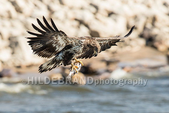 Bald Eagle