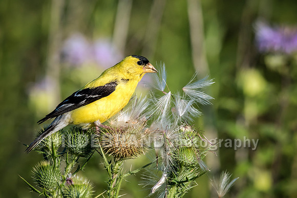 American Goldfinch